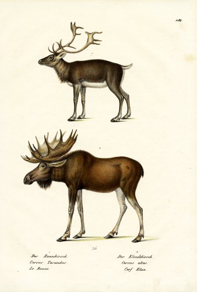 Caribou, 1824 - Karl Joseph Brodtmann